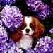 honden-puppys-bloemen-dieren-achtergrond