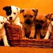 honden-puppys-dieren-jackrussellterrier-achtergrond