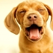honden-puppys-emoties-dieren-achtergrond