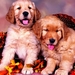 honden-puppys-golden-retriever-achtergrond (1)