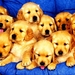 honden-puppys-golden-retriever-achtergrond