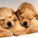 honden-puppys-golden-retriever-dieren-achtergrond
