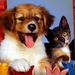 honden-puppys-katje-dieren-achtergrond
