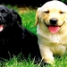 honden-puppys-labrador-retriever-achtergrond (1)