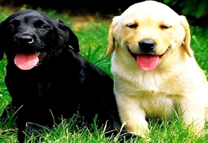 honden-puppys-labrador-retriever-achtergrond (1)