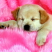 honden-puppys-roze-leuke-achtergrond