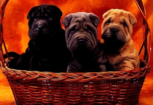 honden-puppys-shar-pei-mand-achtergrond