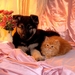 kittens-honden-puppys-dieren-achtergrond