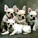 puppys-honden-franse-bulldog-witte-achtergrond