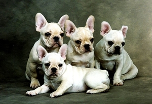 puppys-honden-franse-bulldog-witte-achtergrond