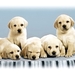 puppys-honden-labrador-retriever-achtergrond