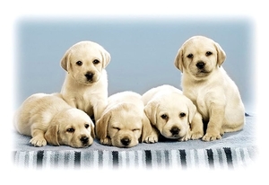 puppys-honden-labrador-retriever-achtergrond
