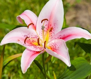 a_pink_lily_photographed_in_may_2014