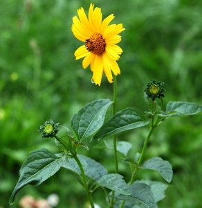 a_yellow_flower_under_rain