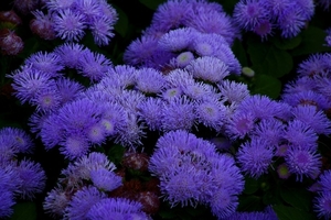 blue-anemone-flower_-_virginia_-_forestwander