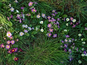 primrose_primula_cultivars_in_great_canfield_churchyard__essex__e