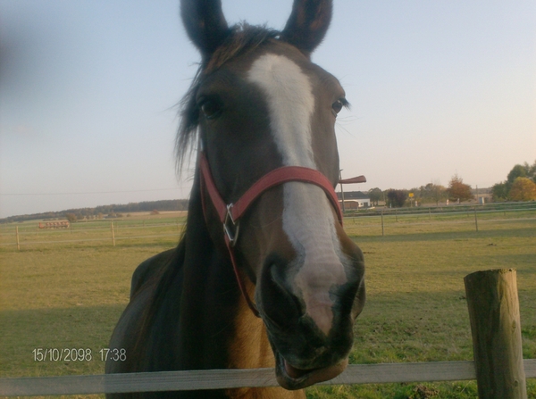 paard in duitsland