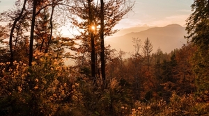 autumn_forest_at_sunset_in_ajdna