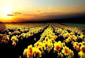 bloemen-gele-veld-horizon-achtergrond