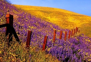 bloemen-lavendel-wildflower-echte-achtergrond