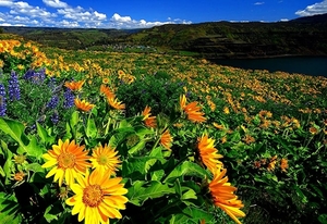 bloemen-natuur-wildflower-weide-achtergrond