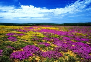 bloemen-paarse-veld-lavendel-achtergrond