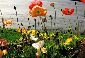 bloemen-papaver-bloemblad-wildflower-achtergrond