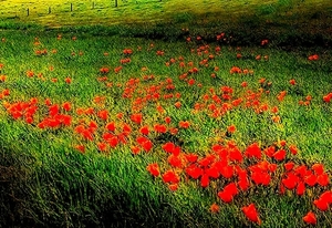 bloemen-papaver-rode-veld-achtergrond