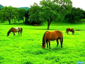 dieren-paard-veld-weide-achtergrond