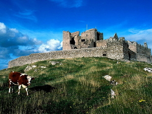 ierland-kasteel-koe-melkkoe-achtergrond