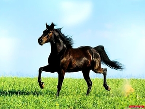 paard-hengst-manen-mustang-achtergrond
