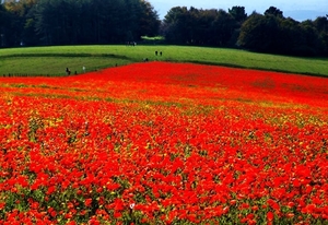 veld-bloemen-rode-weide-achtergrond