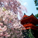 tempel-bloemen-bloesem-kersenbloesem-achtergrond