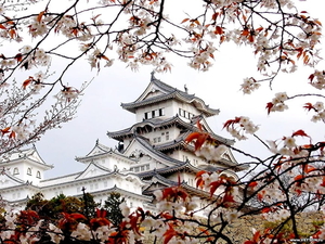 tempel-japanse-architectuur-bloemen-bloesem-achtergrond