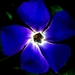 fantastische-bloemen-blauwe-bloemblad-achtergrond (2)