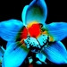 fantastische-bloemen-blauwe-bloemblad-achtergrond (1)