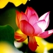 fantastische-bloemen-bloemblad-heilige-lotus-achtergrond