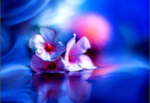 fantastische-bloemen-bloemblad-natuur-blauwe-achtergrond