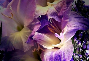 fantastische-bloemen-bloemblad-paarse-achtergrond