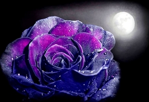 fantastische-bloemen-paarse-roos-bloemblad-achtergrond