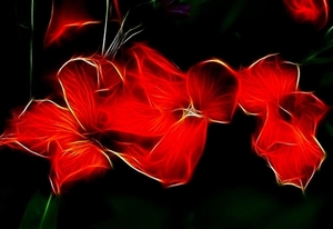fantastische-bloemen-rode-flora-achtergrond