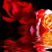 fantastische-bloemen-rode-tuin-rozen-bloemblad-achtergrond