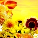 fantastische-bloemen-zonnebloem-gele-achtergrond