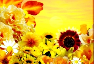 fantastische-bloemen-zonnebloem-gele-achtergrond