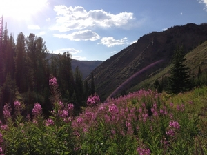 wildflowers_along_the_northwest_view_down_the_upper_jarbidge_rive
