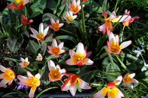 _tulipa_kaufmanniana__water_lily_tulip_cultivar_at_capel_manor_co
