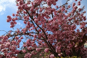 blossoming_tree_detail_at_north_of_village_green_at_matching_gree