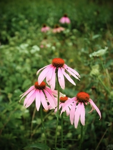 echinacea_purpurea__15101512156_