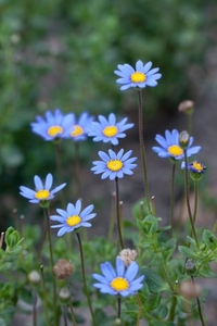 flower__blue_daisy___flickr___nekonomania