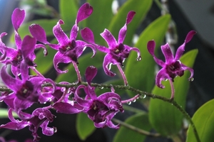 beautifull_of_orchid_flowers